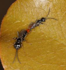 Dolichurus