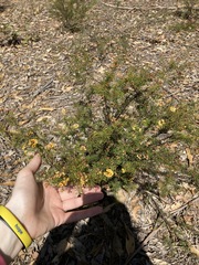 Dillwynia sieberi