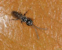 Dolichurus