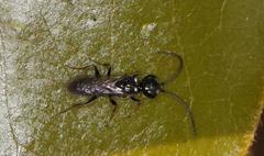 Dolichurus