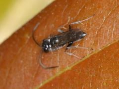Dolichurus