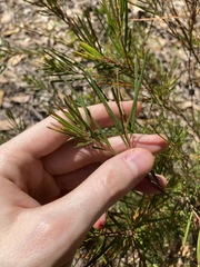 Acacia longissima