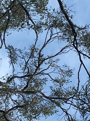 Sphecotheres vieilloti