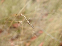 Eriachne pallescens