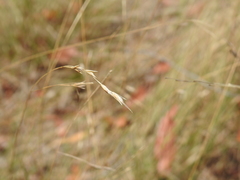 Eriachne pallescens