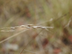 Eriachne pallescens