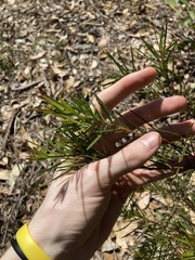 Acacia longissima
