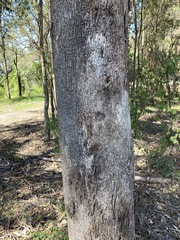 Eucalyptus moluccana