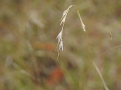 Eriachne pallescens