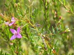 Boronia rivularis