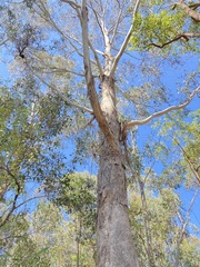 Eucalyptus moluccana
