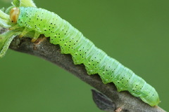Euura caeruleocarpus