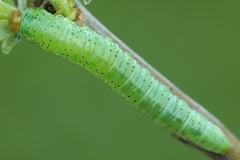 Euura caeruleocarpus