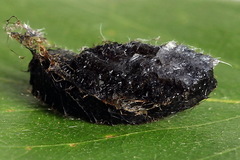 Euura caeruleocarpus