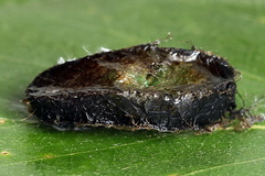 Euura caeruleocarpus