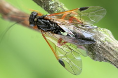 Euura caeruleocarpus