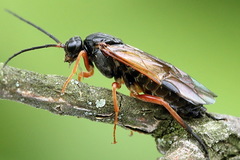 Euura caeruleocarpus