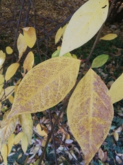 Calycanthus fertilis