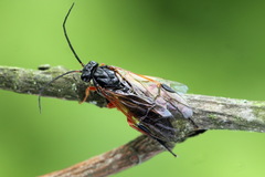 Euura caeruleocarpus