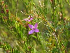 Boronia rivularis
