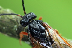 Euura caeruleocarpus