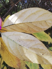 Calycanthus fertilis