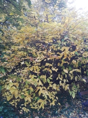 Calycanthus fertilis