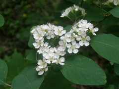 Cotoneaster multiflorus