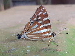 Dodona eugenes