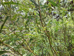 Acacia attenuata