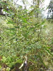 Acacia attenuata