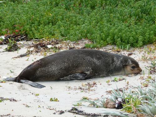 Neophoca cinerea