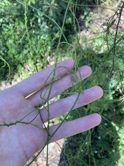 Cassytha paniculata