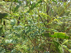 Acacia attenuata