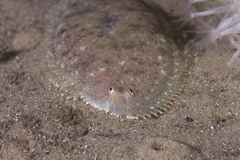 Aseraggodes lenisquamis