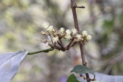 Mallotus claoxyloides