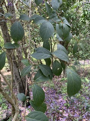 Mallotus claoxyloides