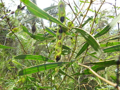 Acacia attenuata