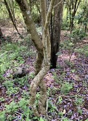 Mallotus claoxyloides