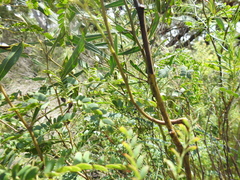 Acacia attenuata