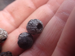Eucalyptus stenostoma