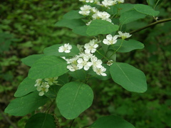 Cotoneaster multiflorus