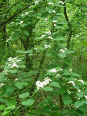 Cotoneaster multiflorus