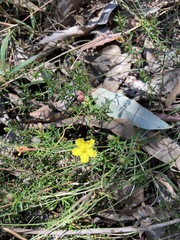 Hibbertia pedunculata