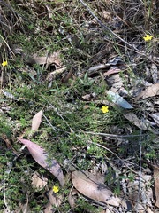 Hibbertia pedunculata