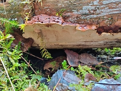 Phellopilus nigrolimitatus