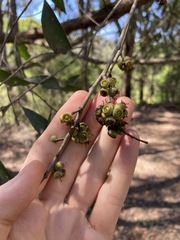 Eucalyptus globoidea