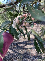 Eucalyptus globoidea