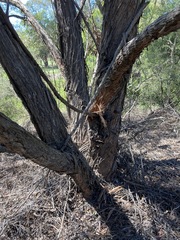 Eucalyptus globoidea