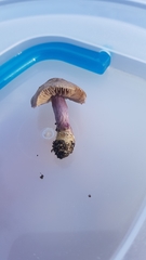 Inocybe violaceocaulis